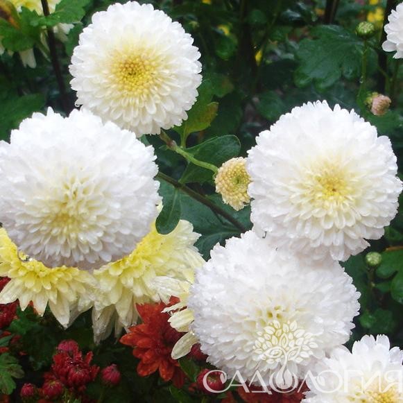 Хризантема корейская Белая помпонная купить выгодно ✵ Сады-Эдема.рф –  интернет магазин растений для сада